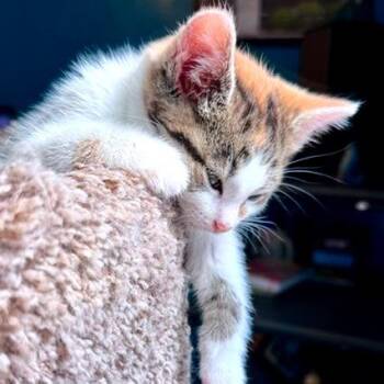 Domestic Short Hair Cats Available for Adoption in Green Bay, Wisconsin - Charlie | PetCurious