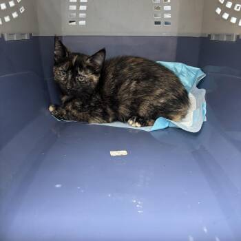 Rescue Tortoiseshell Cats for Adoption in Wanaque, New Jersey - Nala | PetCurious