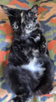 FLAMINGO -  Domestic Short Hair Cat for Adoption in Highland Park, New Jersey - FLAMINGO | PetCurious