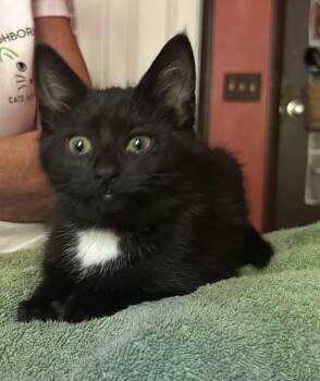 Nina -  Domestic Short Hair Cat for Adoption in Victor, New York - Nina | PetCurious