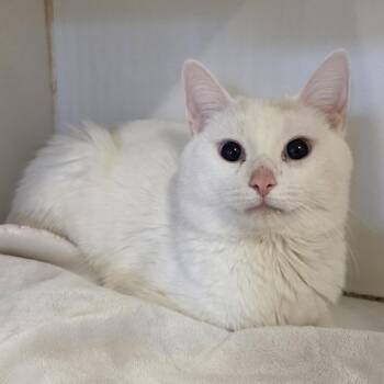 Domestic Short Hair Cats Available for Adoption in Oak Brook, Illinois - Caspian | PetCurious