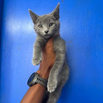 Rocks -  Domestic Short Hair Cat for Adoption in Wahiawa, Hawaii - Rocks | PetCurious