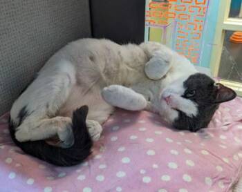 Oakley -  Domestic Short Hair Cat for Adoption in Richmond, Virginia - Oakley | PetCurious