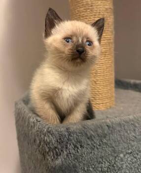 Bijou -  Domestic Short Hair Cat for Adoption in Winnipeg, Manitoba - Bijou | PetCurious