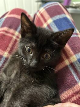 Rescue Domestic Short Hair Cats for Adoption in Albany, New York - Andy | PetCurious