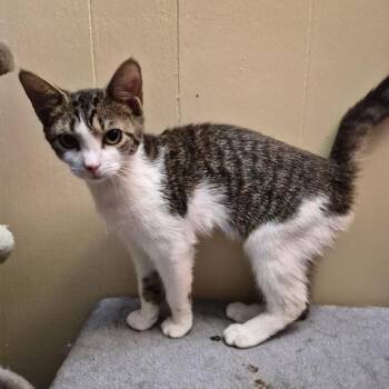Gorgonzola -  Domestic Short Hair Cat for Adoption in Stuart, Virginia - Gorgonzola | PetCurious