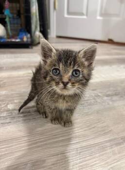 Wafer -  Domestic Short Hair Cat for Adoption in Evansville, Indiana - Wafer | PetCurious