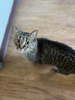 Domestic Short Hair Cats Available for Adoption - Seymour | PetCurious