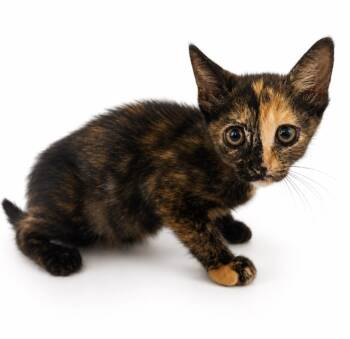 Amy -  Domestic Short Hair Cat for Adoption in Wauchula, Florida - Amy | PetCurious