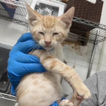 Nathan -  Domestic Short Hair Cat Available for Adoption in Edinburg, Texas - Nathan | PetCurious