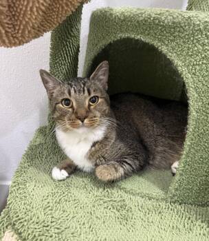 Kacey -  Domestic Short Hair Cat for Adoption in Lincoln, California - Kacey | PetCurious