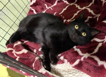 Rescue Domestic Short Hair Cats for Adoption in Harpers Ferry, West Virginia - Pugsley | PetCurious