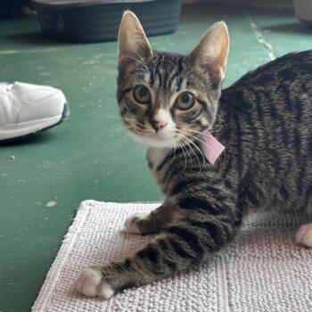 Tweet -  Domestic Short Hair Cat for Adoption in Goleta, California - Tweet | PetCurious