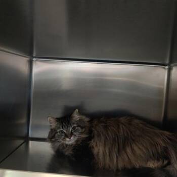 Domestic Long Hair Cats Available for Adoption in Richmond, Virginia - Jalapeno | PetCurious