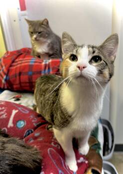 Rutabaga -  Domestic Short Hair Cat Available for Adoption in Estherville, Iowa - Rutabaga | PetCurious