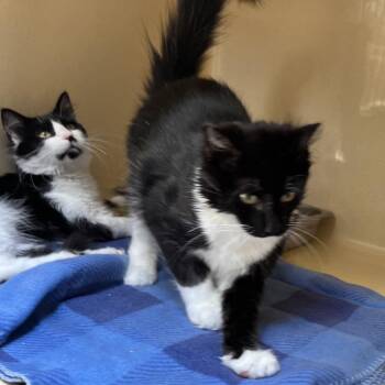 Bowtie -  Domestic Long Hair and Tabby Cat for Adoption in Clarksville, Virginia - Bowtie | PetCurious