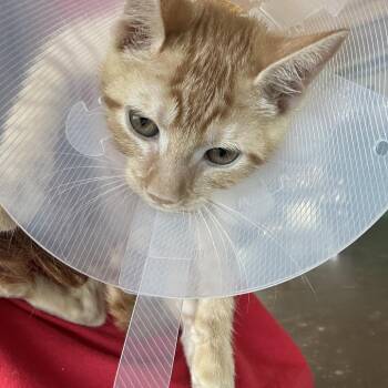 Farrah -  Domestic Short Hair Cat for Adoption in Leander, Texas - Farrah | PetCurious