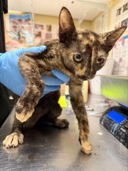 BUBBLES -  Domestic Short Hair Cat for Adoption in Fort Myers, Florida - BUBBLES | PetCurious