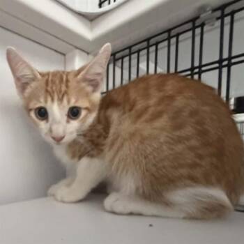 JERMAINE -  Domestic Short Hair Cat for Adoption in Albuquerque, New Mexico - JERMAINE | PetCurious