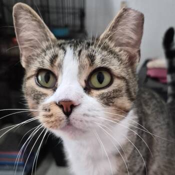 Dixie -  Domestic Short Hair Cat for Adoption in Granville, Ohio - Dixie | PetCurious