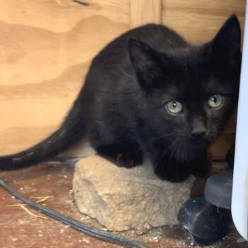 Princess Doughnut -  Domestic Short Hair Cat for Adoption in Brownsboro, Alabama - Princess Doughnut | PetCurious