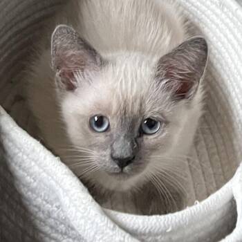 Sencha -  Domestic Short Hair and Siamese Cat Available for Adoption in Irvine, California - Sencha | PetCurious