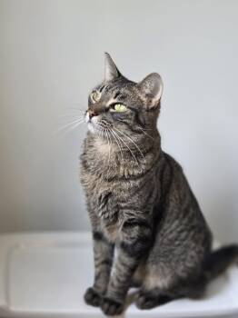Rescue Domestic Short Hair Cats for Adoption - Autumn FH 0223 | PetCurious