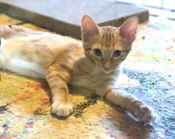 Sam -  American Shorthair Cat for Adoption in San Diego, California - Sam | PetCurious