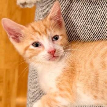 Guava 6 -  Domestic Medium Hair Cat for Adoption in Austin, Texas - Guava 6 | PetCurious