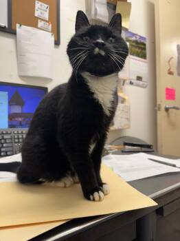 Vicky -  Domestic Short Hair Cat for Adoption in Athol, Massachusetts - Vicky | PetCurious