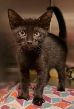 Pendulum -  Domestic Short Hair Cat for Adoption in Ocala, Florida - Pendulum | PetCurious