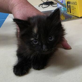 Domestic Medium Hair Cats Available for Adoption in Ardmore, Oklahoma - Brie | PetCurious