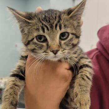 Rescue Domestic Short Hair Cats for Adoption in Wheeling, Illinois - Dawn | PetCurious