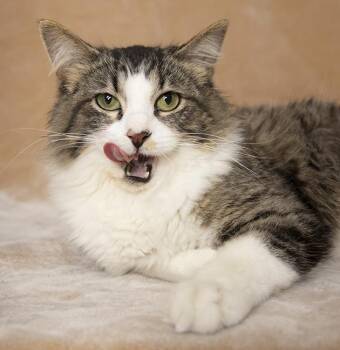 Dana -  Domestic Medium Hair Cat Available for Adoption in Chicago, Illinois - Dana | PetCurious