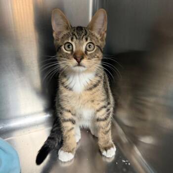 Bottle Rocket -  Domestic Short Hair Cat for Adoption in Columbus, Georgia - Bottle Rocket | PetCurious