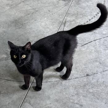 Found Byron, MN  (Willow) -  Domestic Short Hair Cat for Adoption in Rochester, Minnesota - Found Byron, MN  (Willow) | PetCurious