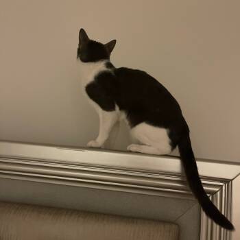 Rescue Domestic Short Hair Cats for Adoption in South Elgin, Illinois - Keisha - Home To Home | PetCurious