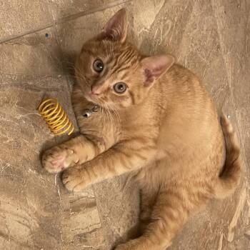 Domestic Short Hair Cats Available for Adoption - Tommy Lee | PetCurious