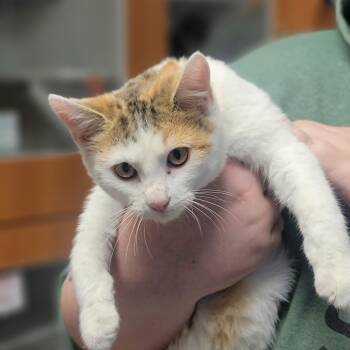 Rescue Domestic Short Hair Cats for Adoption in Troy, Illinois - Eleanor | PetCurious