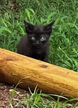 Ozzy -  Domestic Short Hair Cat for Adoption in Little Rock, Arkansas - Ozzy | PetCurious