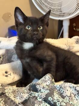 Po -  Tabby and Domestic Short Hair Cat for Adoption in Plumerville, Arkansas - Po | PetCurious