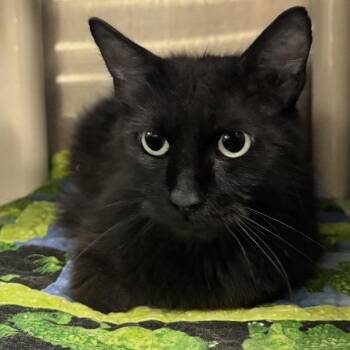 Sandy (Cosmic Cocoa) -  Domestic Medium Hair Cat for Adoption in Austin, Texas - Sandy (Cosmic Cocoa) | PetCurious