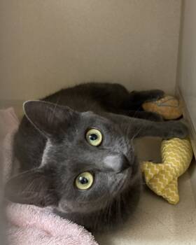 Rescue Domestic Short Hair Cats for Adoption in Novato, California - Hope | PetCurious