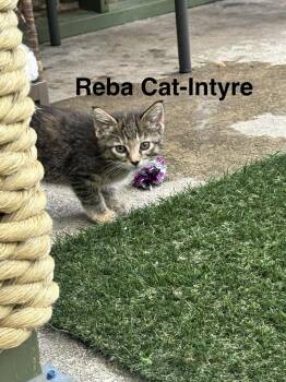 Reba Cat-Intyre -  Domestic Short Hair Cat for Adoption in Plumerville, Arkansas - Reba Cat-Intyre | PetCurious