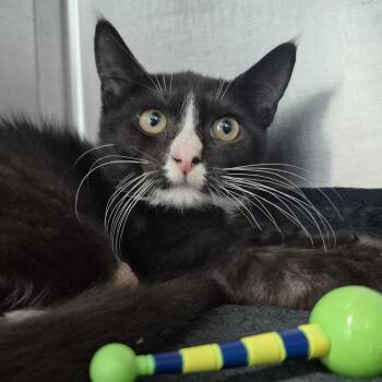 Moonpie -  Domestic Short Hair Cat for Adoption in Newark, New Jersey - Moonpie | PetCurious