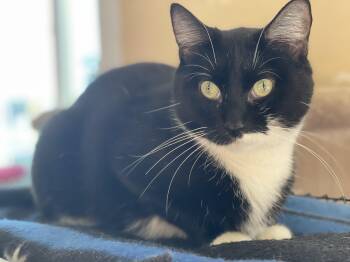 Penny -  Domestic Short Hair and Tuxedo Cat for Adoption in Lacon, Illinois - Penny | PetCurious