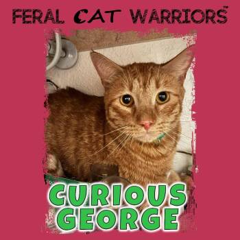 Curious George -  Domestic Short Hair Cat for Adoption in Kingman, Arizona - Curious George | PetCurious