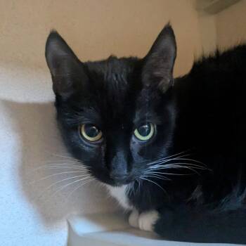 Goldie -  Domestic Short Hair Cat for Adoption in Providence, Rhode Island - Goldie | PetCurious