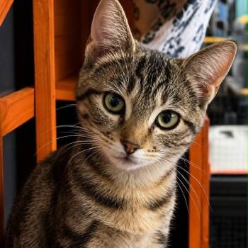Ivy -  Tabby and Domestic Short Hair Cat for Adoption in Antioch, California - Ivy | PetCurious