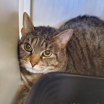 Kiwi -  Domestic Short Hair Cat for Adoption in Lake Jackson, Texas - Kiwi | PetCurious